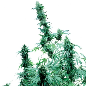 Early Skunk Femminizzati Sensi Seeds - 5 Semi