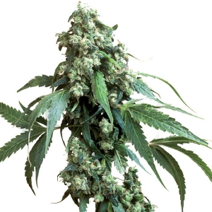 Jack Flash #5 Femminizzati Sensi Seeds - 5 Semi