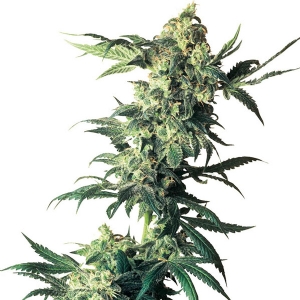 Northern Lights Feminized Sensi Seeds - 3 Semi