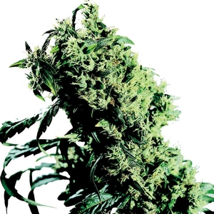 Northern Lights #5 X Haze Femminizzati Sensi Seeds - 5 Semi