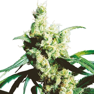 Silver Haze Femminizzati - Sensi Seeds - 10 Semi