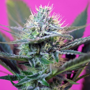 Sweet Seeds + Speed Auto - 25 auto