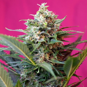 Sweet Seeds Auto Big devil XL PROMO PACK 5+2
