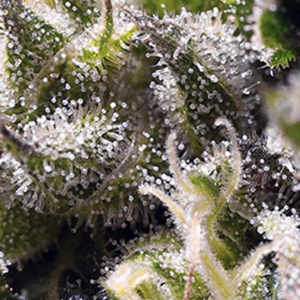 Sweet Seeds Auto Cream Caramel PROMO PACK 5+2