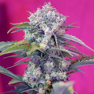Sweet Seeds Auto Cream Mandarine PROMO PACK 5+2