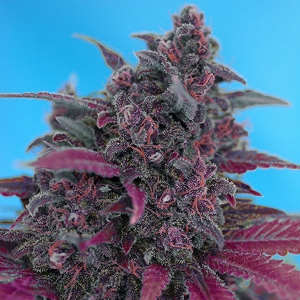 Sweet Seeds Auto Dark Devil PROMO PACK 5+2