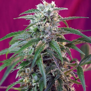 Sweet Seeds - Green Poison Auto - 25 auto