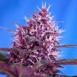 Sweet Seeds - Auto Red Poison - 25 Auto