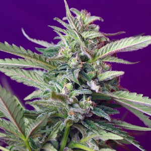 Sweet Seeds Auto S.A.D. PROMO PACK 5+2