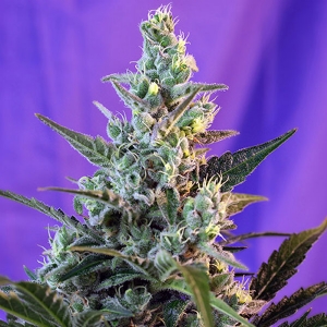 Sweet Seeds Auto Sweet Skunk PROMO PACK 5+2