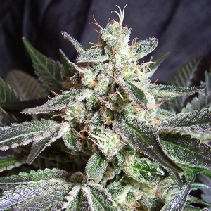 Sweet Seeds Black Jack PROMO PACK 5+2