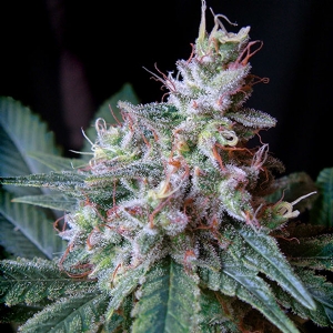 Sweet Seeds Cream Caramel Fast Version PROMO PACK 3+1