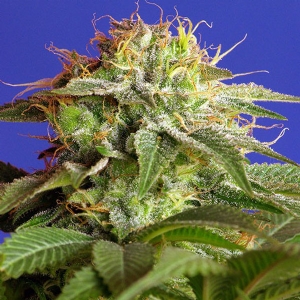 Sweet Seeds Green Poison 100 Semi