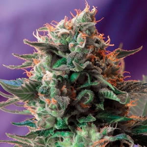 Sweet Seeds Jack 47 PROMO PACK 5+2