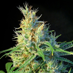 Sweet Seeds Psicodelicia PROMO PACK 5+2