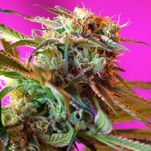 Sweet Seeds Wild Rose PROMO PACK 5+2
