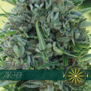 Vision Seeds AK-49 3 Semi