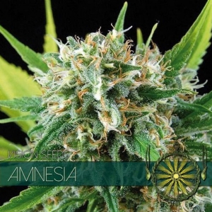 Vision Seeds Amnesia 3 Semi
