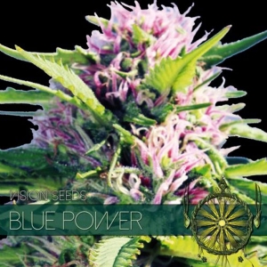 Vision Seeds Blue Power 5 Semi