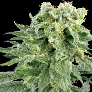 Vision Seeds Bubble Yum 10 Semi