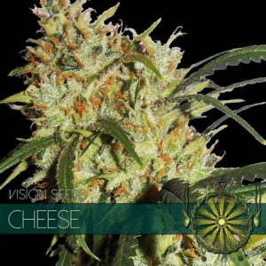 Vision Seeds Cheese 5 Semi