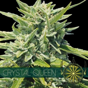 Vision Seeds Crystal Queen 10 Semi
