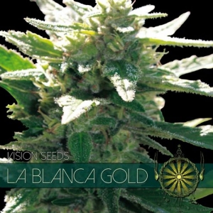 Vision Seeds La Blanca Gold 5 Semi