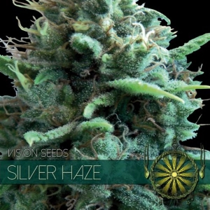 Vision Seeds Silver Haze 10 Semi