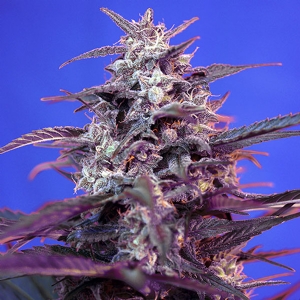 Sweet Seeds - Auto Bloody Skunk - PROMO PACK 5+2