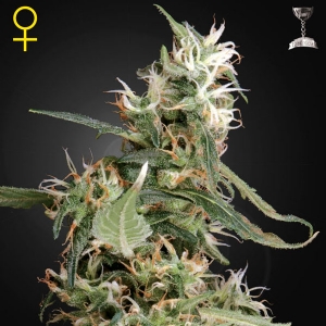 Green House Arjan S Ultra Haze #1 10 Seeds