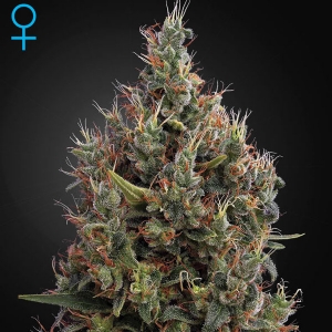 Green House Auto Big Bang 3 Seeds