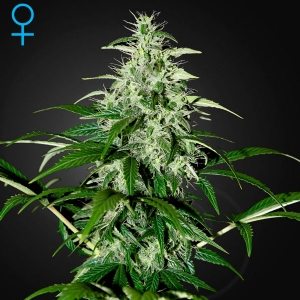 Green House Auto Kalashnikova 3 Seeds