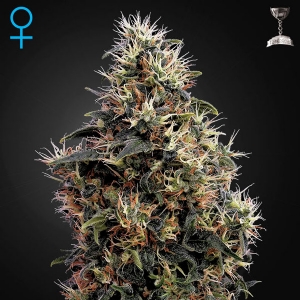 Green House Auto Sweet Mango 5 Seeds