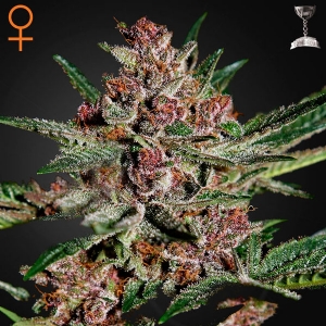 Green House Bubba Kush 10 Seeds