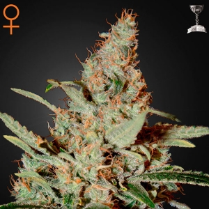 Green House Chemdog 5 Seeds