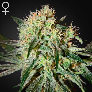 Green House Damn Sour 10 Seeds
