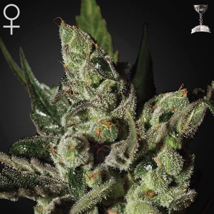Green House Exodus Cheese 5 Seeds
