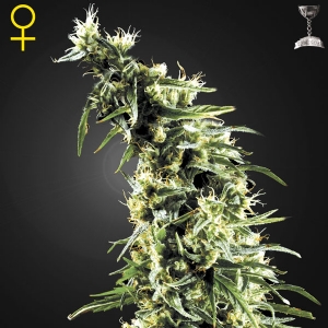 Green House Hawaiian Snow 10 Seeds
