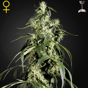 Green House - Arjan s Haze #1 - 10 Fem