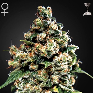 Green House Jack Herer 5 Seeds