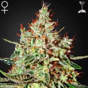 Green House K-Train 10 Seeds