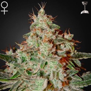 Green House Lemon Skunk 10 Seeds
