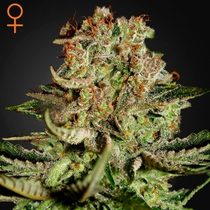 Green House Super Bud 5 Seeds