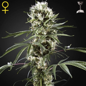 Green House Super Lemon Haze 5 Seeds