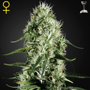 Green House Super Silver Haze 3 Seeds