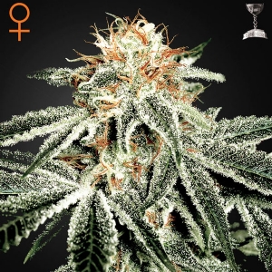 Green House White Widow 5 Seeds