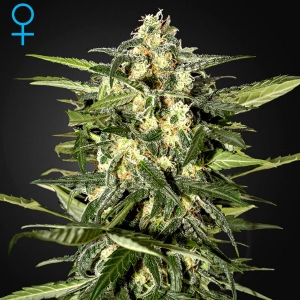 Green House -  Auto Jack Herer - 3 fem