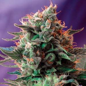 Sweet Seeds - Jack 47 F1 - PROMO PACK 5+2