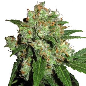 Sensi Seeds - Sensi Skunk - 10 Fem
