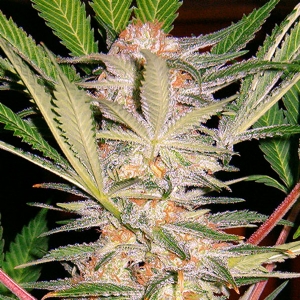 sweet seeds - S.A.D. fast version - PROMO PACK 5+2